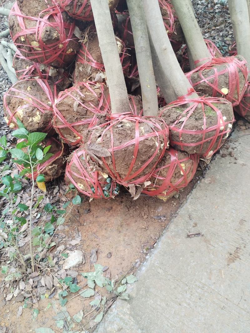 江西无患子货源充足规格齐全价格欢迎来电详谈可视频看货