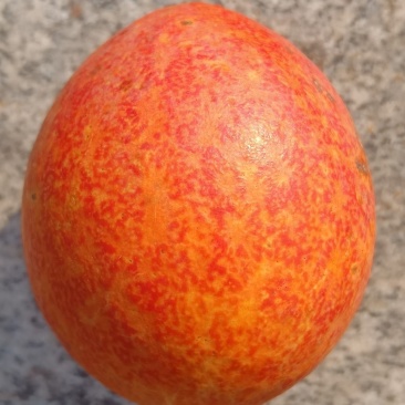 瓜蒌，栝楼