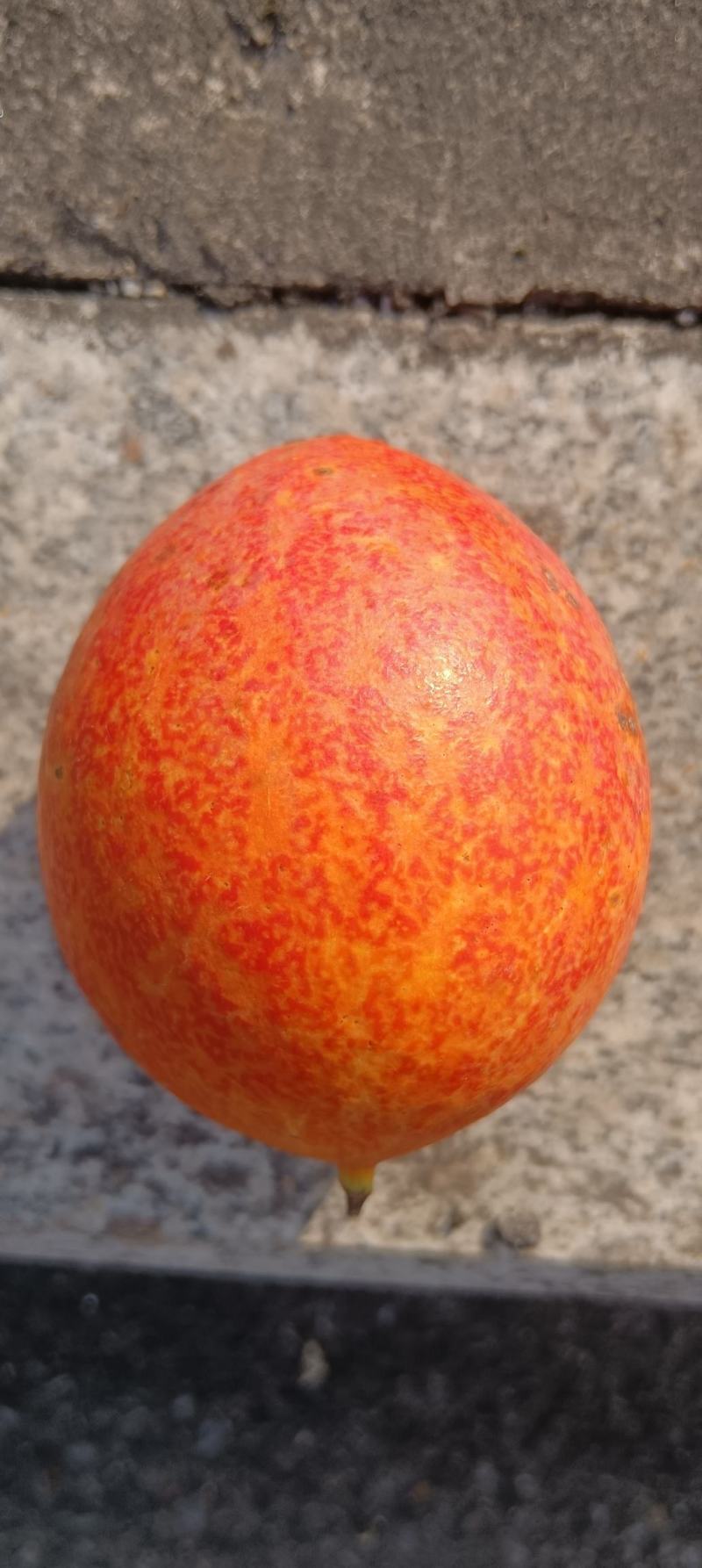 瓜蒌，栝楼