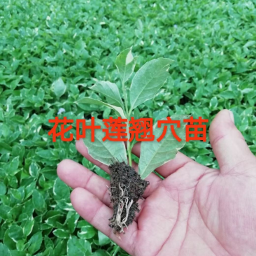 种苗泥炭土辣椒种苗