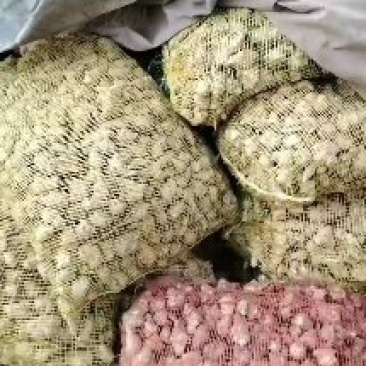 威鬼子姜，白洋姜大量上市中有需要联系我哦！大量上市中菊芋