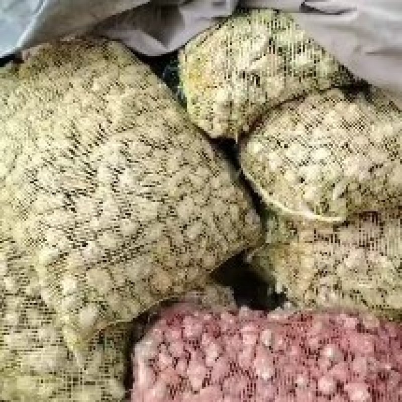 威鬼子姜，白洋姜大量上市中有需要联系我哦！大量上市中菊芋