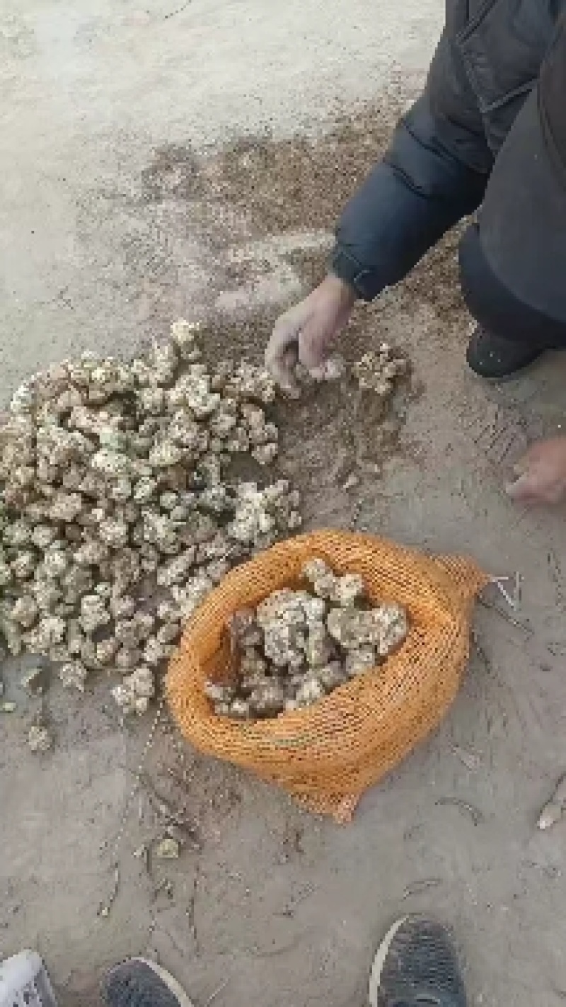 威鬼子姜，白洋姜大量上市中有需要联系我哦！大量上市中菊芋