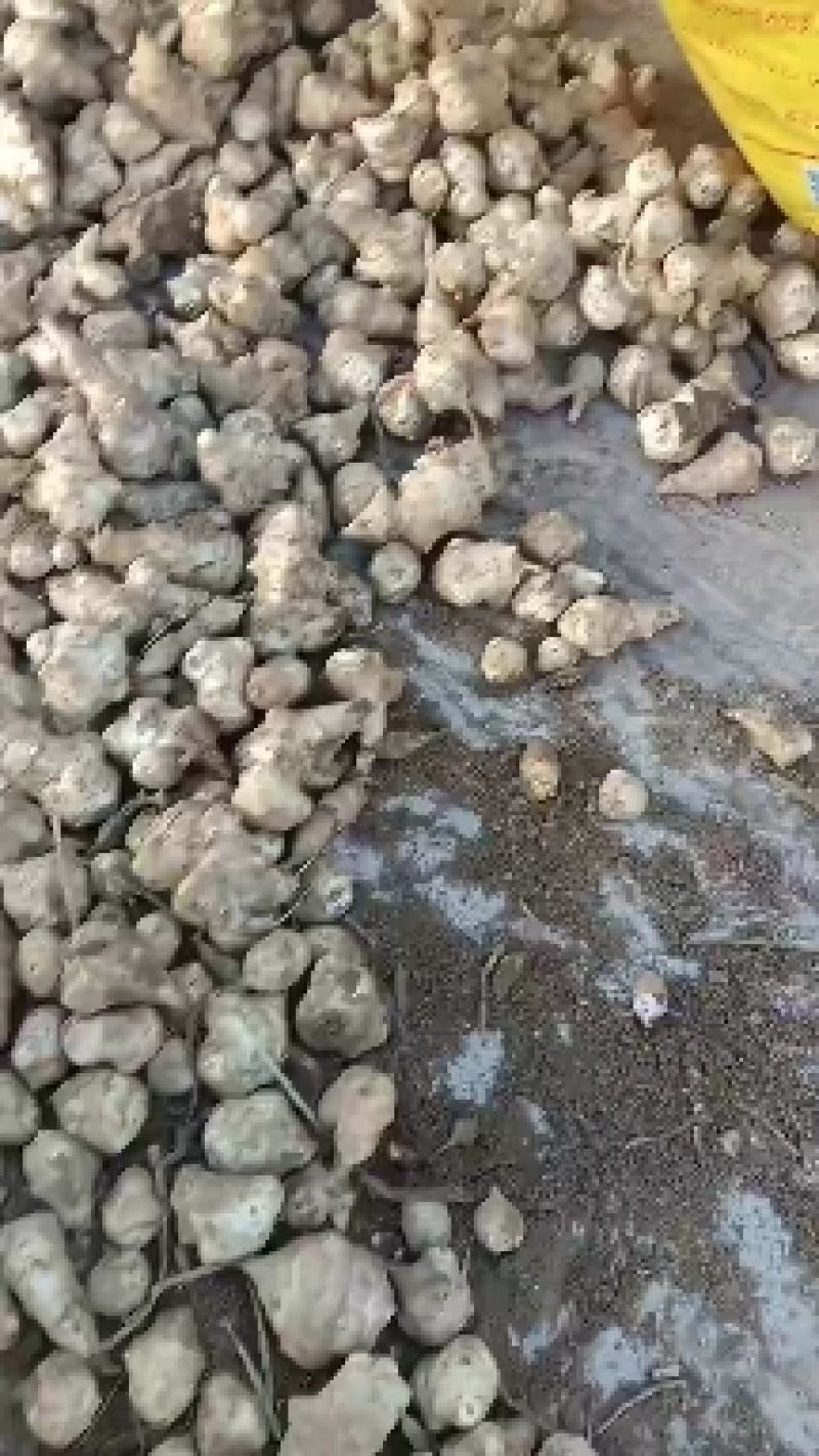 威鬼子姜，白洋姜大量上市中有需要联系我哦！大量上市中菊芋