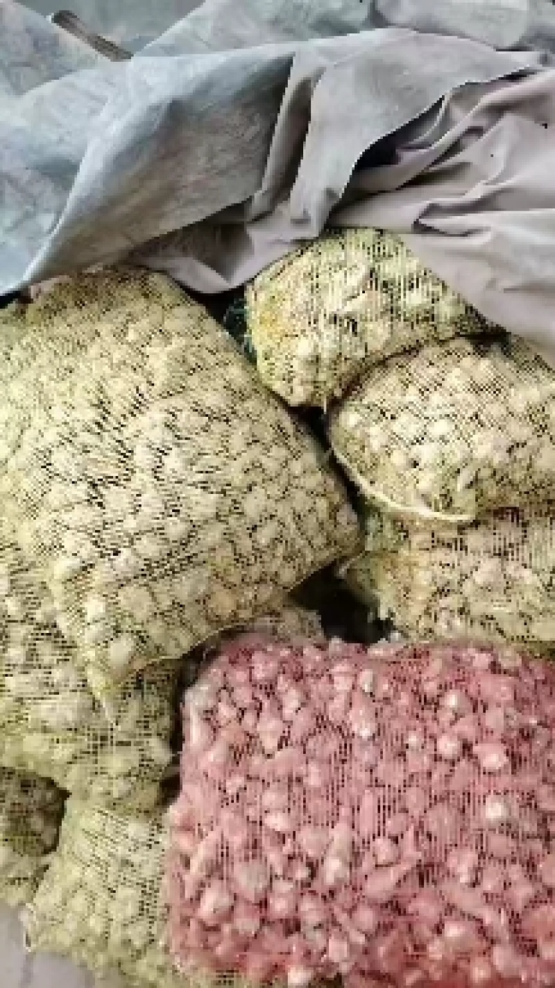 威鬼子姜，白洋姜大量上市中有需要联系我哦！大量上市中菊芋