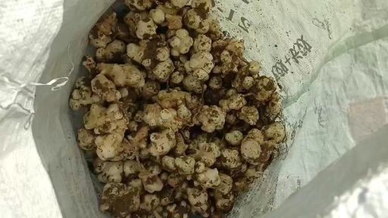 威鬼子姜，白洋姜大量上市中有需要联系我哦！大量上市中菊芋