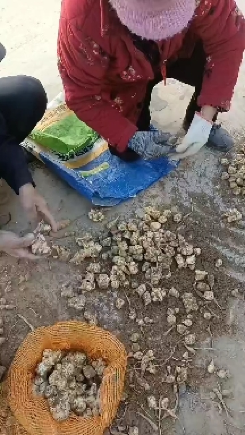 威鬼子姜，白洋姜大量上市中有需要联系我哦！大量上市中菊芋