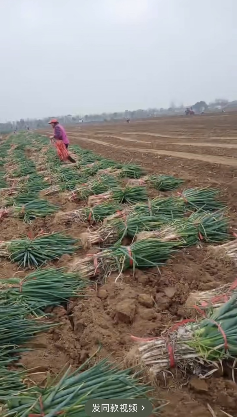 一代刚葱，毛葱，大量出货产地直发整车代发对接各地批发市场