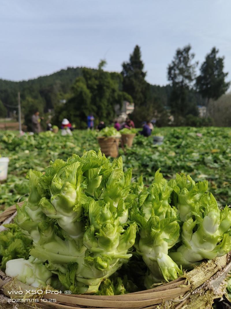 南部县儿菜