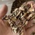 红枫种子，一手货源质量有保障