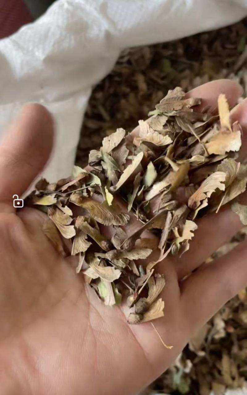 红枫种子，一手货源质量有保障