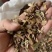 红枫种子，一手货源质量有保障