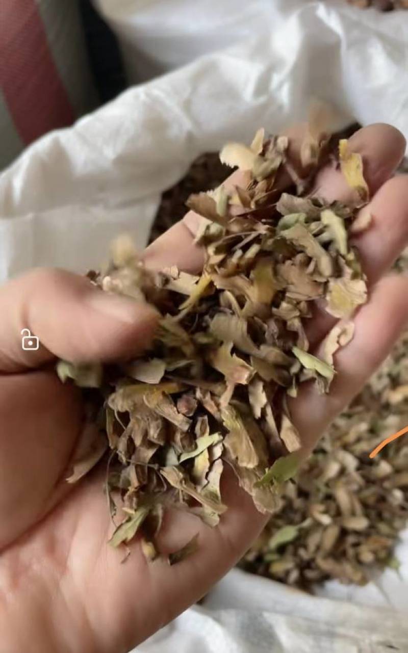 红枫种子，一手货源质量有保障