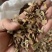 红枫种子，一手货源质量有保障