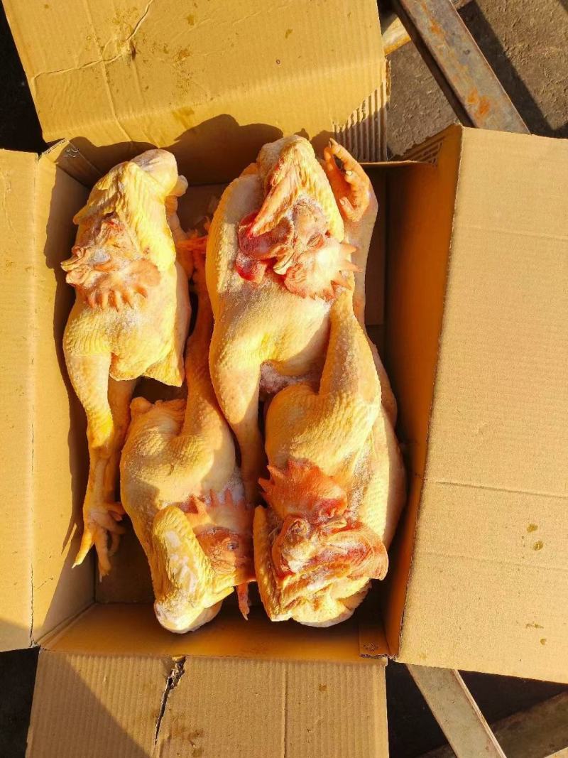 黄脚大冠公鸡，全净膛，半净膛都有，规格齐全