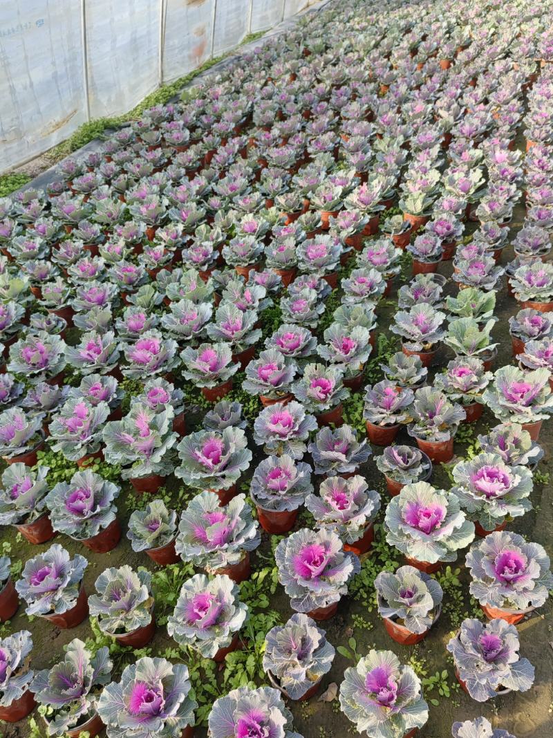 草花羽衣甘蓝
