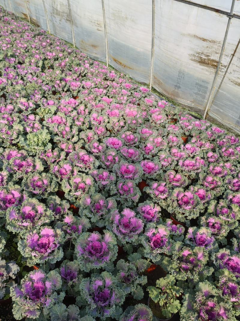 草花羽衣甘蓝