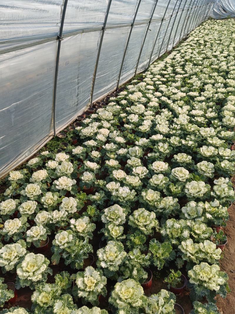 草花羽衣甘蓝