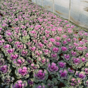 草花羽衣甘蓝