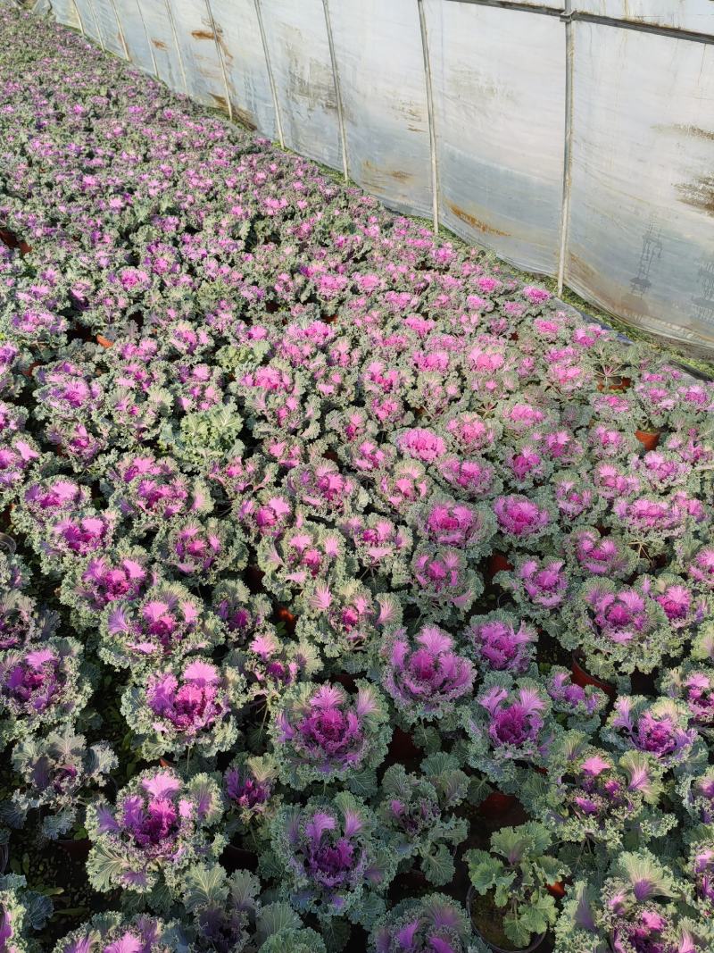 草花羽衣甘蓝