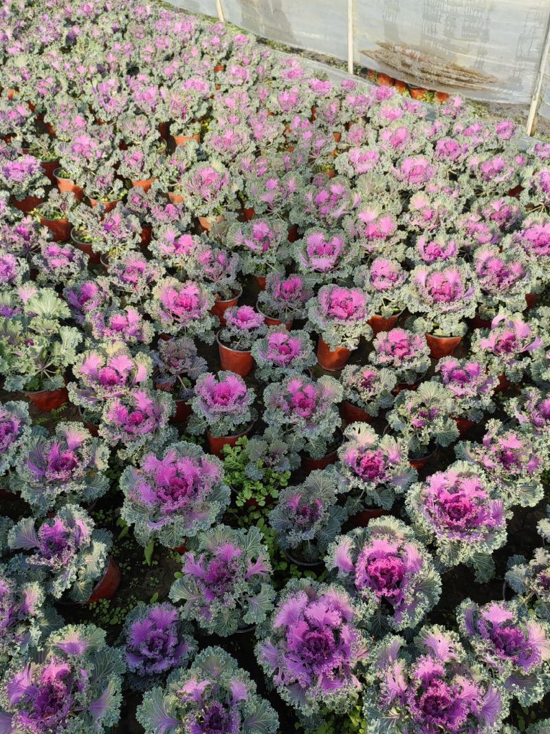 草花羽衣甘蓝