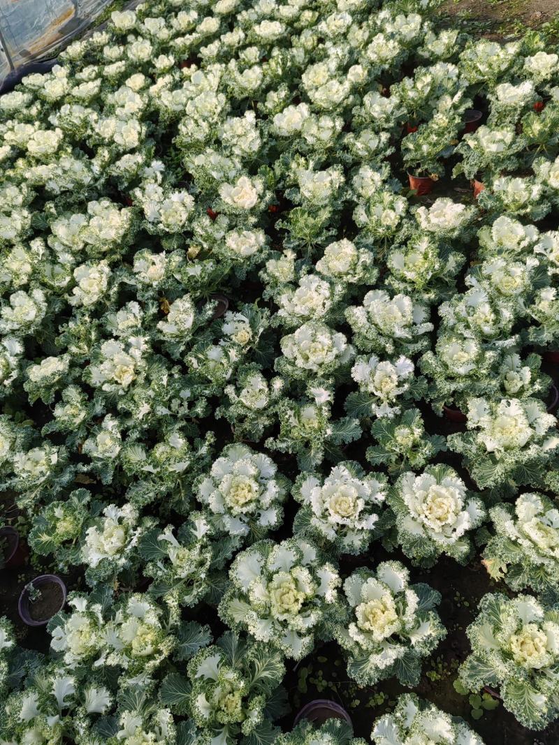 草花羽衣甘蓝
