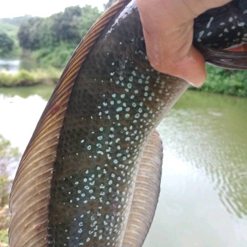 月鳢，七星鱼肉感好，质量非常好，原生态养殖，拉回去可饲养