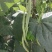 高产无筋架豆王肉厚四季豆特长无筋豆角荚长无丝蔬菜小金豆