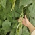 高产无筋架豆王肉厚四季豆特长无筋豆角荚长无丝蔬菜小金豆