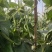 高产无筋架豆王肉厚四季豆特长无筋豆角荚长无丝蔬菜小金豆