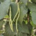 高产无筋架豆王肉厚四季豆特长无筋豆角荚长无丝蔬菜小金豆