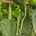 高产无筋架豆王肉厚四季豆特长无筋豆角荚长无丝蔬菜小金豆