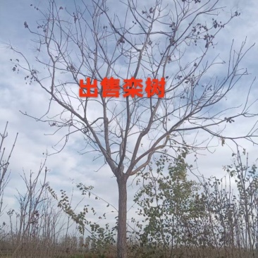 河北定州栾树北栾树树苗乔木大树绿化苗木行道树乔灌木