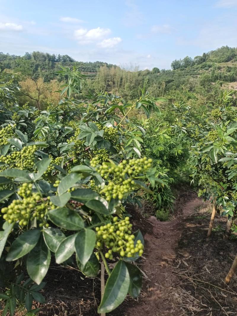 优质荣昌渝岚香青花椒上市质量上乘货源充足保证供应