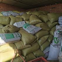 红山荞麦（无公害农产品）不施肥不打药