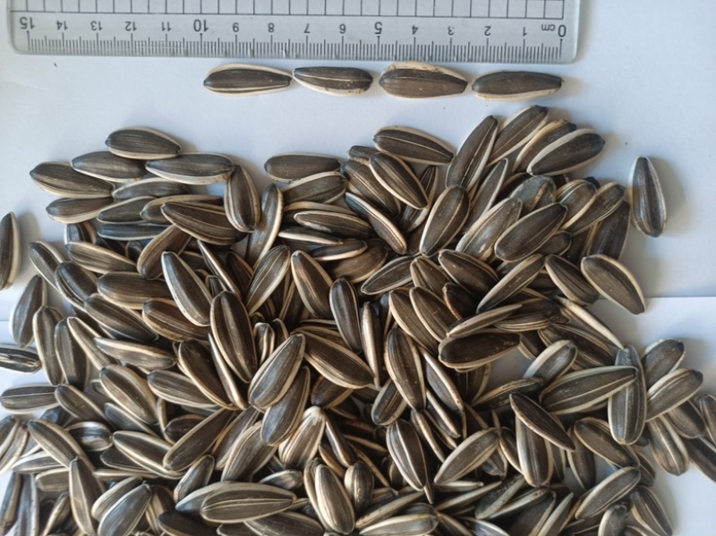 内蒙古瓜子种植基地大量有货品质保证欢迎老板来电