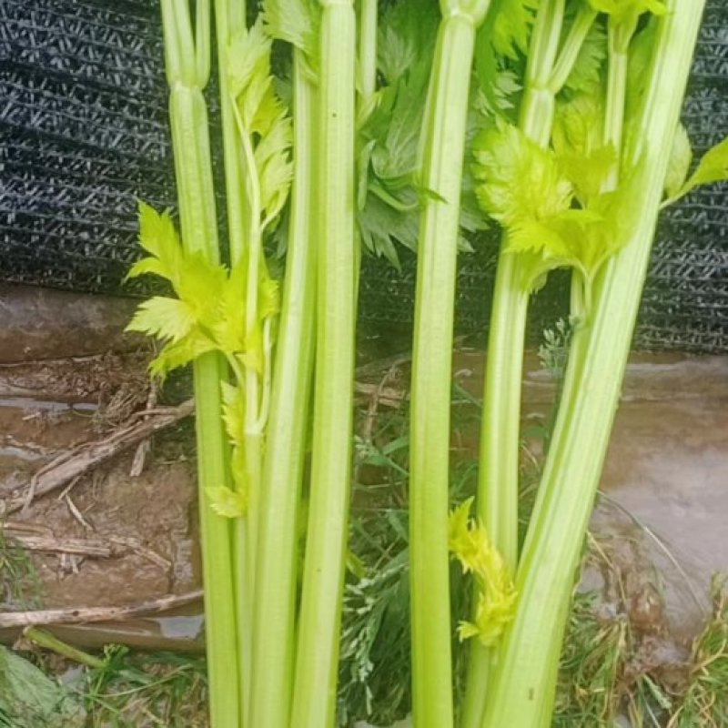 中棵西芹大量有货