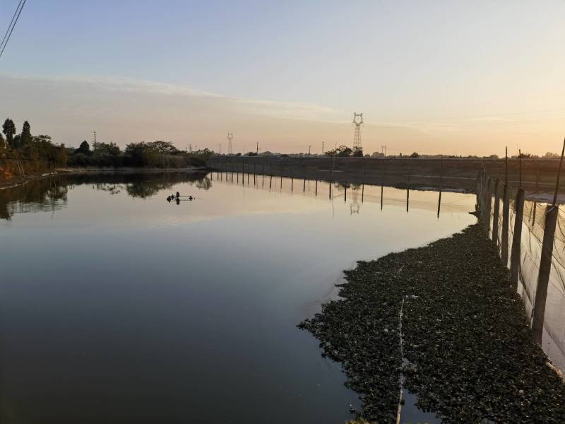 河道养殖青鱼，10-20斤，活力强。适合钓场40000斤