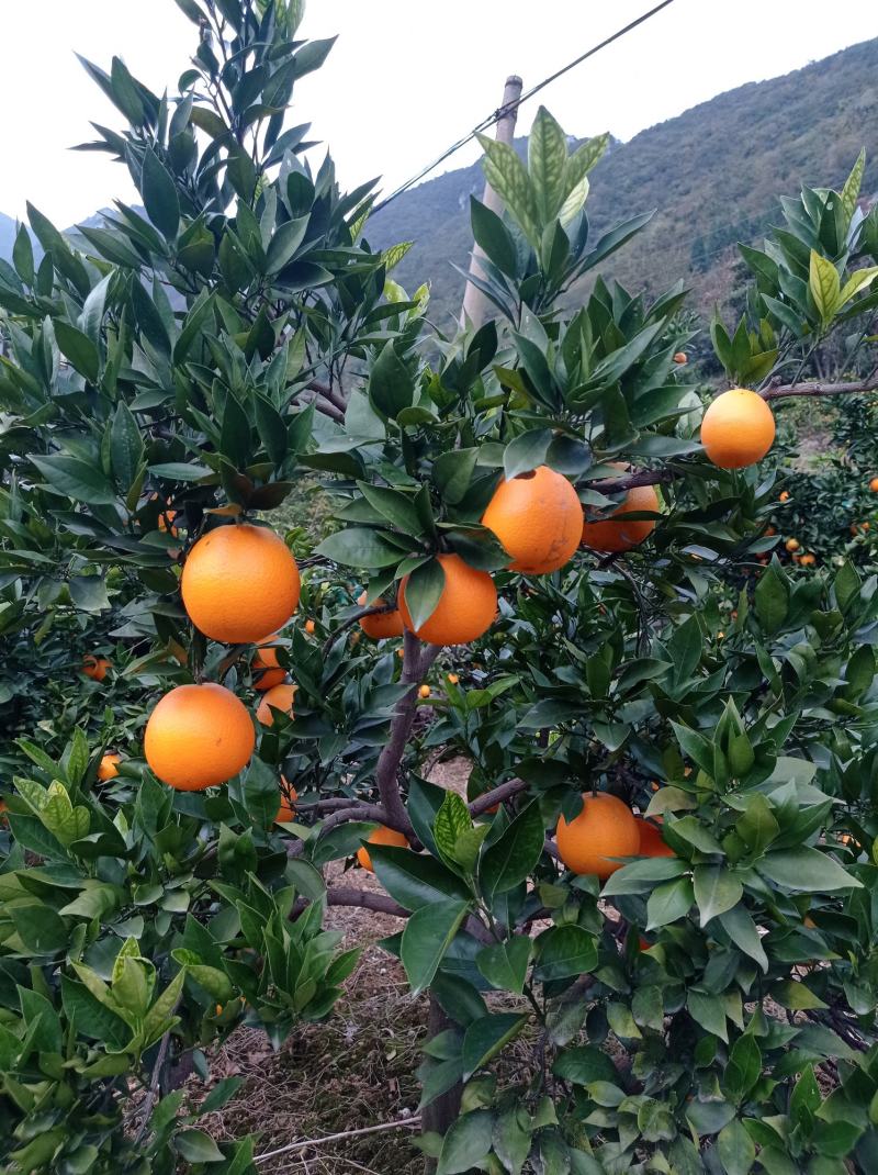 湖北宜昌秭归脐橙【纽荷尔脐橙】果型好味道酸甜可口