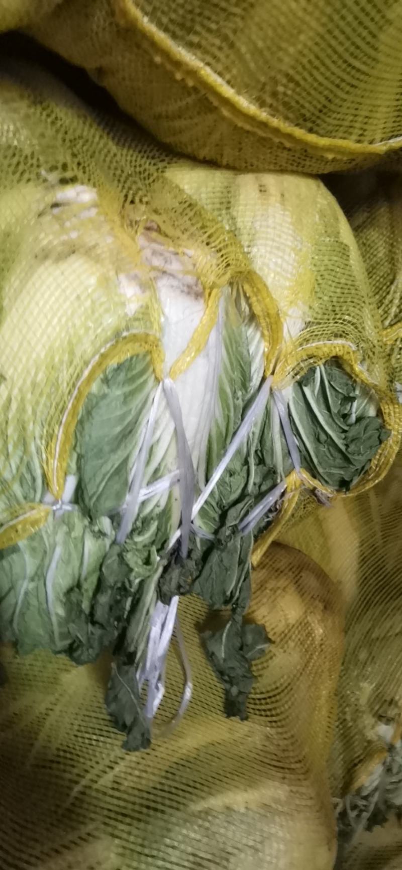 专业储存白菜，收购储存销售一条龙服务欢迎采购