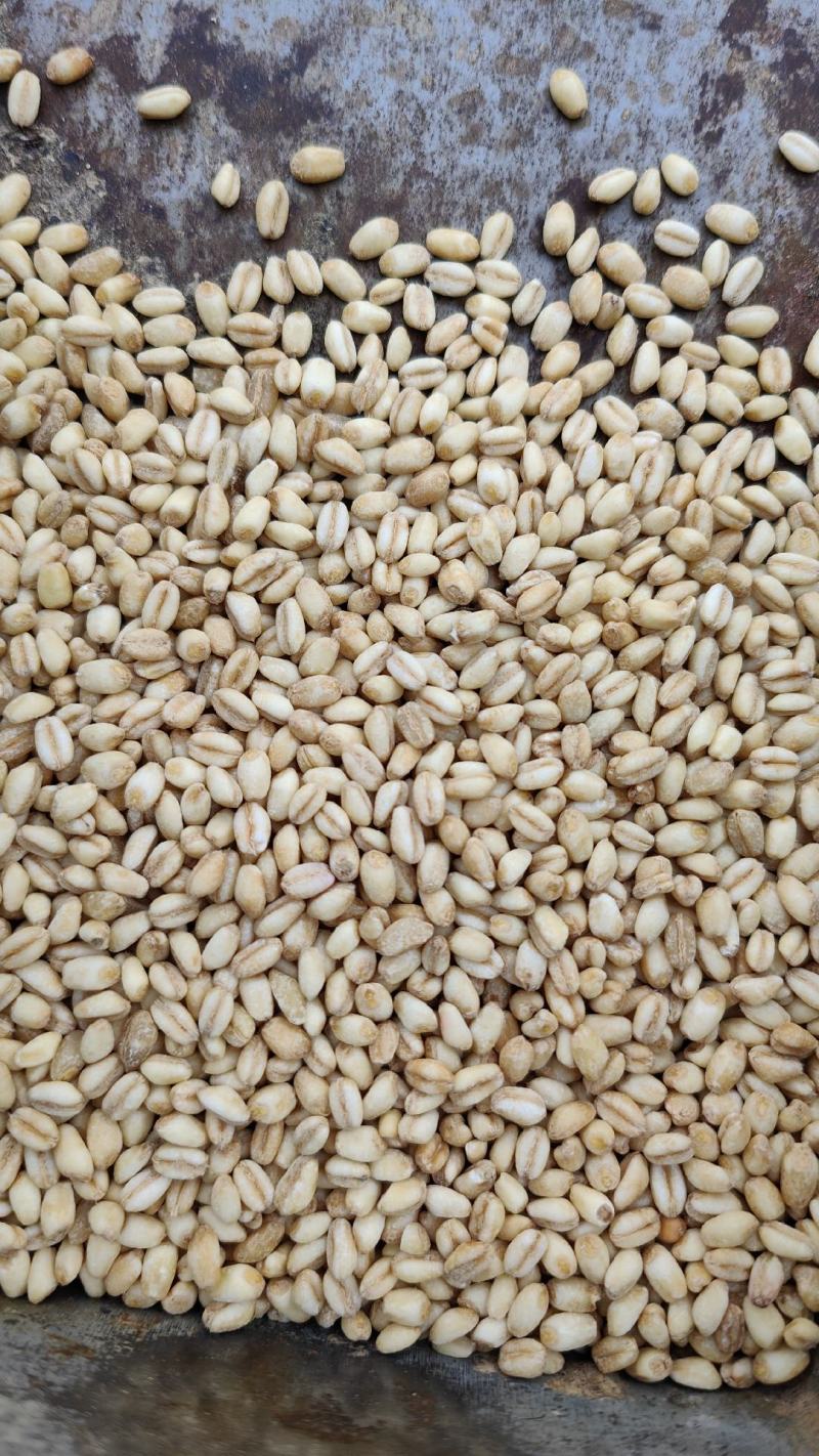 糯小麦糯麦仁小麦仁脱皮小麦去皮小麦纯糯性厂家直发