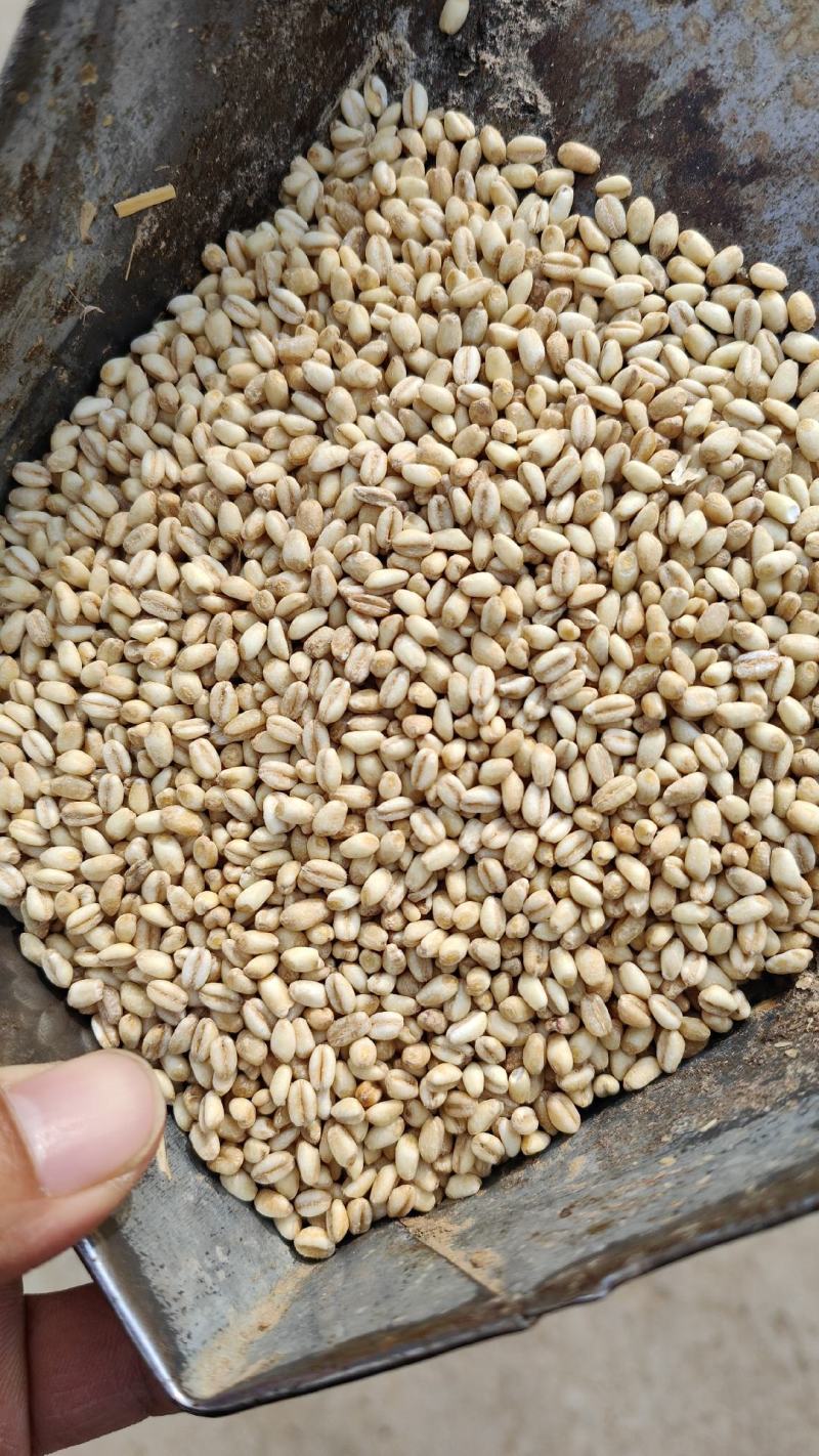 糯小麦糯麦仁小麦仁脱皮小麦去皮小麦纯糯性厂家直发