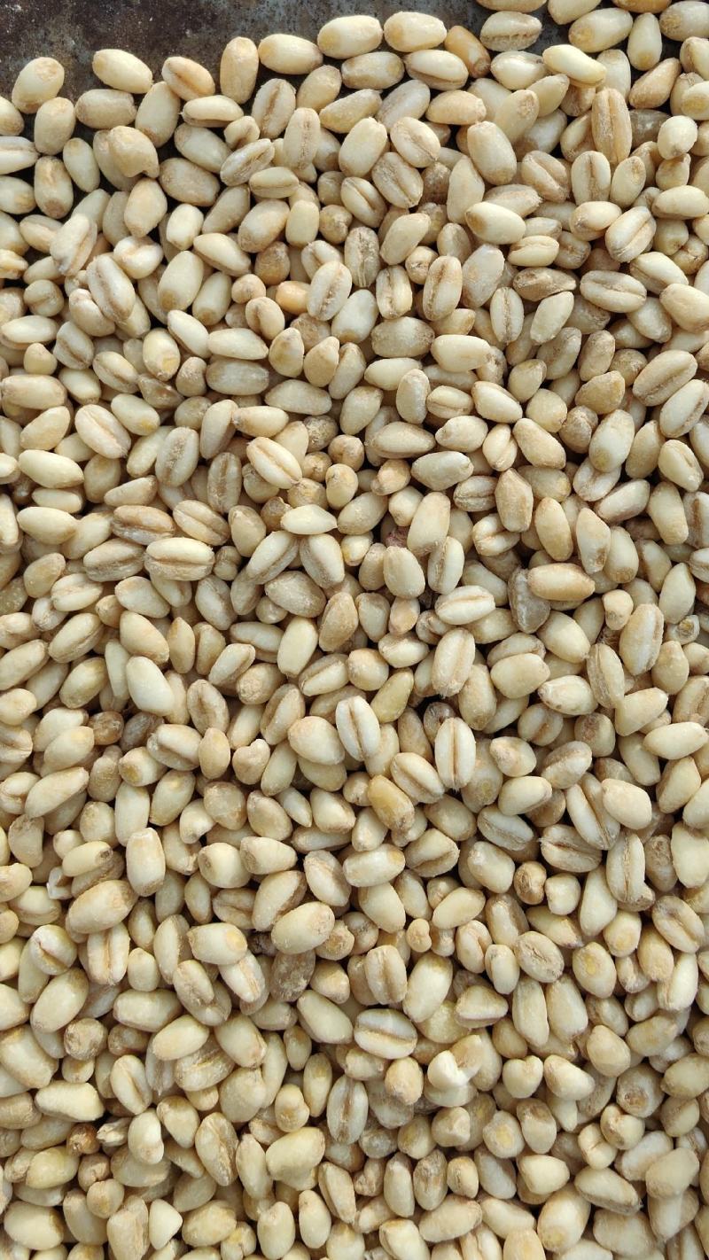 糯小麦糯麦仁小麦仁脱皮小麦去皮小麦纯糯性厂家直发