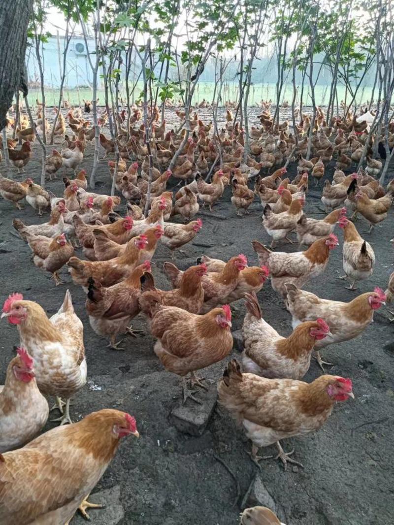 散养老母鸡批发，生态散养，黄油母鸡，苏禽品种