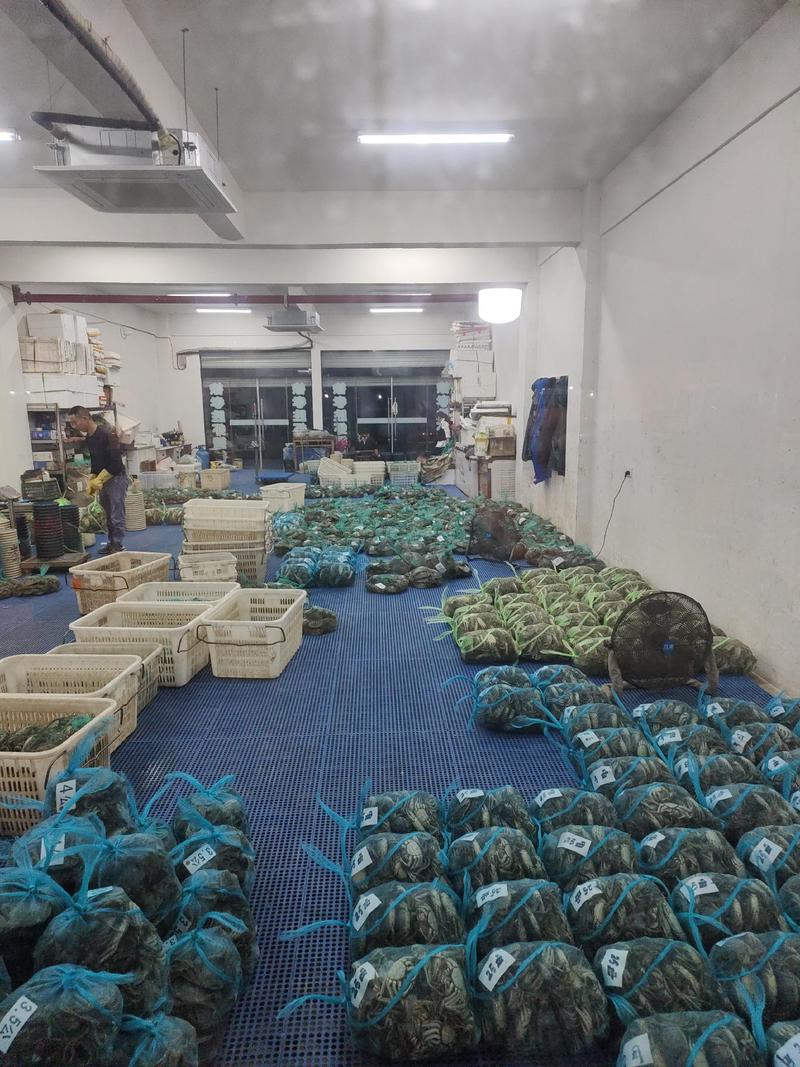 【推荐】安徽大闸蟹养殖一手货源价格稳定，常年供货全国各地