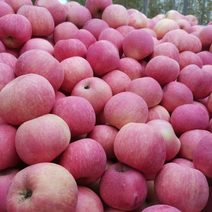 产地直销精品红富士苹果大量有货水分足口感甜欢迎咨询