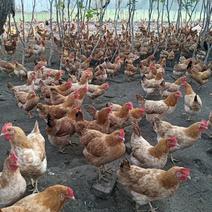 散养老母鸡批发，生态散养，黄油母鸡，苏禽品种