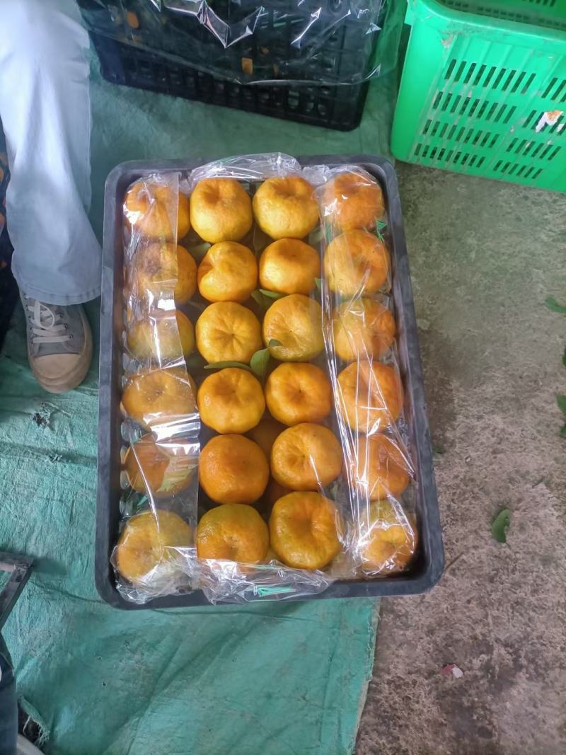 碰柑大量上市中，价格美丽并且口感给质量也非常好
