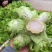 璧山高山儿菜