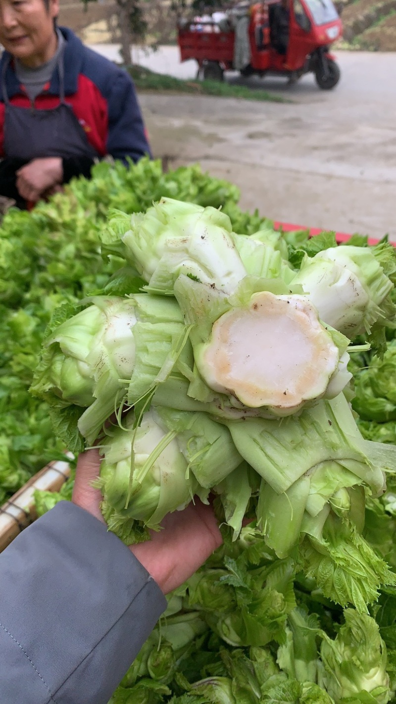 璧山高山儿菜